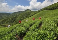 中國五大紅茶產(chǎn)地(中國最大的紅茶生產(chǎn)基地)