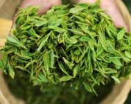 茶樹產(chǎn)量高嗎？一畝產(chǎn)多少斤？