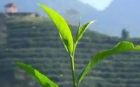 客田鎮(zhèn)：茶樹吐新芽，茶農(nóng)喜增收